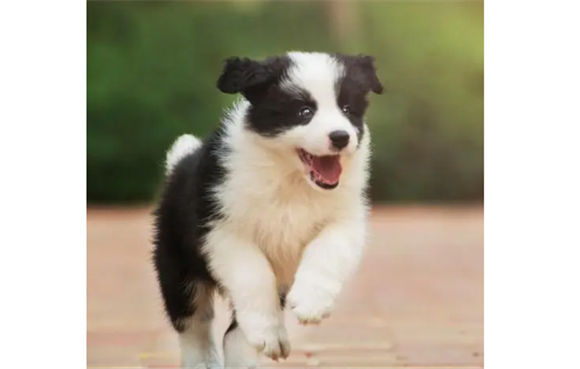 十大牧羊犬排行榜图片 十大牧羊犬排行榜图片