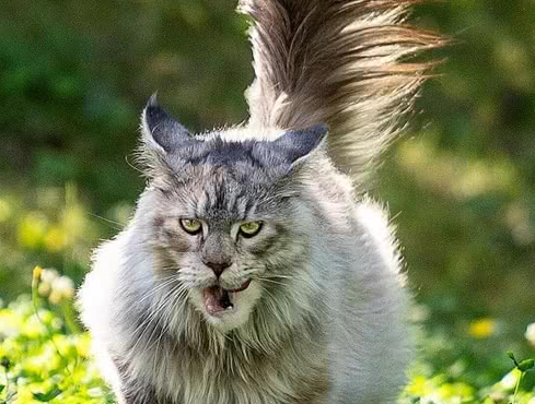 缅因猫和狸猫的区别