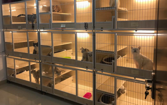 猫巷宠托师上门喂猫洗护，开启养猫轻享时代