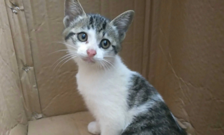 最便宜的小猫多少钱一只