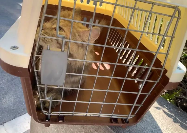 缅因猫被人当成猞猁送进了派出所，主人一脸尴尬去保释