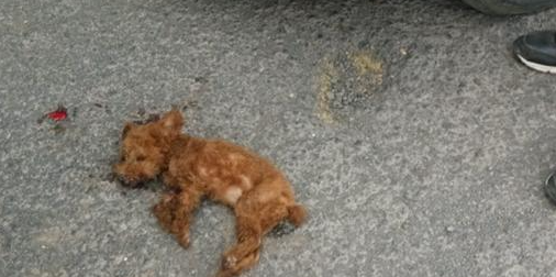 杂牌泰迪犬命丧车轮 狗主人要求索赔800元 杂牌泰迪犬命丧车轮 狗主人要求索赔800元