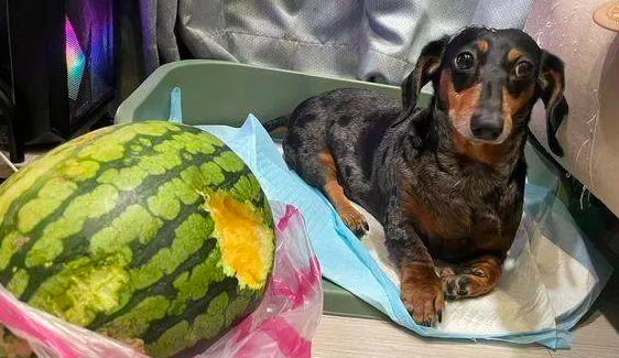 腊肠犬偷啃西瓜,被抓包后还装无辜:不关我事! 腊肠犬偷啃西瓜,被抓包后还装无辜:不关我事!