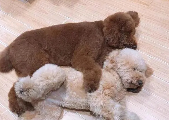 巨贵聪明还是泰迪聪明