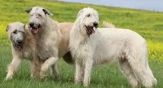 爱尔兰猎狼犬的特点 体型巨大聪明敏捷