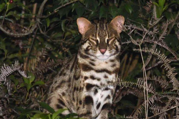 野生豹猫市场价多少