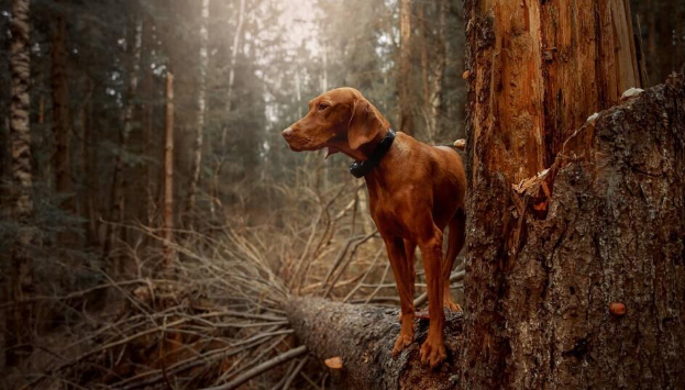 国内极其少见的犬种，智商和体能的完美结合——维兹拉犬！