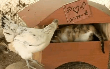 这猫妈妈也太不负责了吧……竟然直接把4个孩子扔给鸡照顾?! 这猫妈妈也太不负责了吧……竟然直接把4个孩子扔给鸡照顾?!