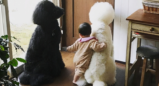 日本奶奶晒自己的晚年生活,养狗和溜娃的日常,看完被治愈了! 日本奶奶晒自己的晚年生活,养狗和溜娃的日常,看完被治愈了!