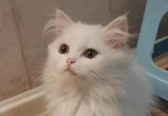 高地猫是哪个国家的