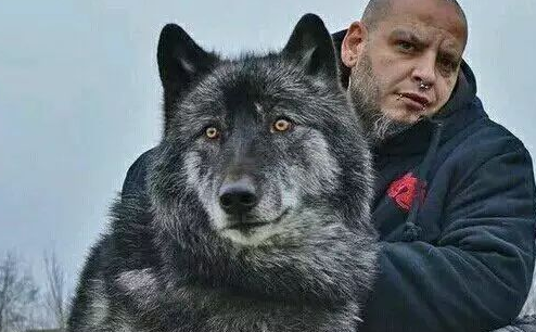 【科普】关于蓝湾牧羊犬的一些错误认知