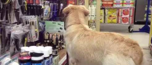 遭到虐待的黄金猎犬到宠物店选礼物，看到牠咬着的玩具，新主人心疼到都要哭了...
