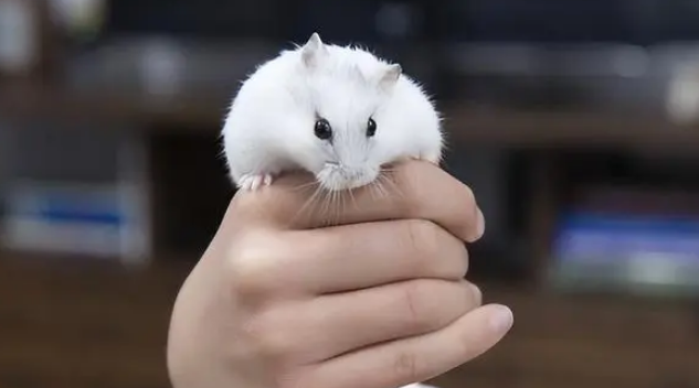 仓鼠怀孕有什么特征 仓鼠怀孕有什么特征