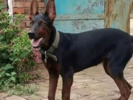 了解莱州红犬的特性 了解莱州红犬的特性