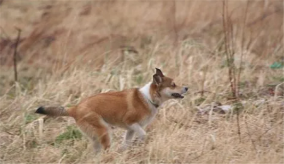 怎样训练新狗上山打猎