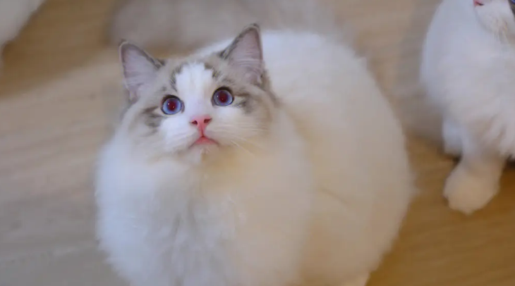 布偶猫几个月开始爆毛 布偶猫几个月开始爆毛