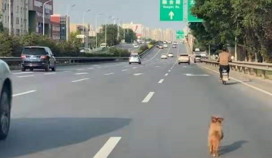 狗狗误入快速路车流中奔跑 暖心司机开双闪挡车流 狗狗误入快速路车流中奔跑 暖心司机开双闪挡车流