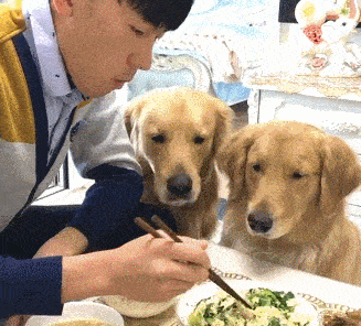 一个鸡腿主人还没尝到味,就被两条狗狗抢走了,连骨头都没剩! 一个鸡腿主人还没尝到味,就被两条狗狗抢走了,连骨头都没剩!