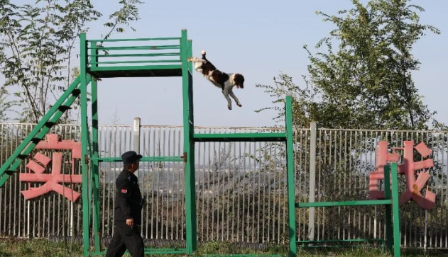 警犬“评职称”现场！来看西安现场报道！