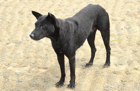 纯种五黑犬多少钱一只图片