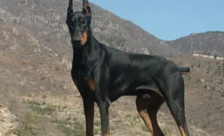 多伯曼平犬介绍! 多伯曼平犬介绍!