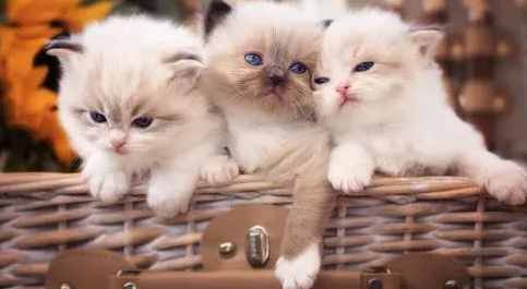 猫咪到家养不过7天?3步带你识别和避免星期猫 猫咪到家养不过7天?3步带你识别和避免星期猫