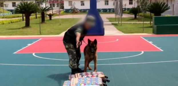 退役警犬“离家出走”,回望一瞬看哭了 退役警犬“离家出走”,回望一瞬看哭了