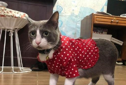 奶奶起初嫌烦抗拒养猫，可奶猫在家一周后，已经做起了猫用花衣裳