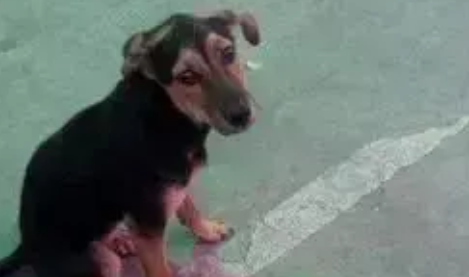 暖心！流浪小狗超害怕鞭炮声，有爱大姐就帮它捂耳朵