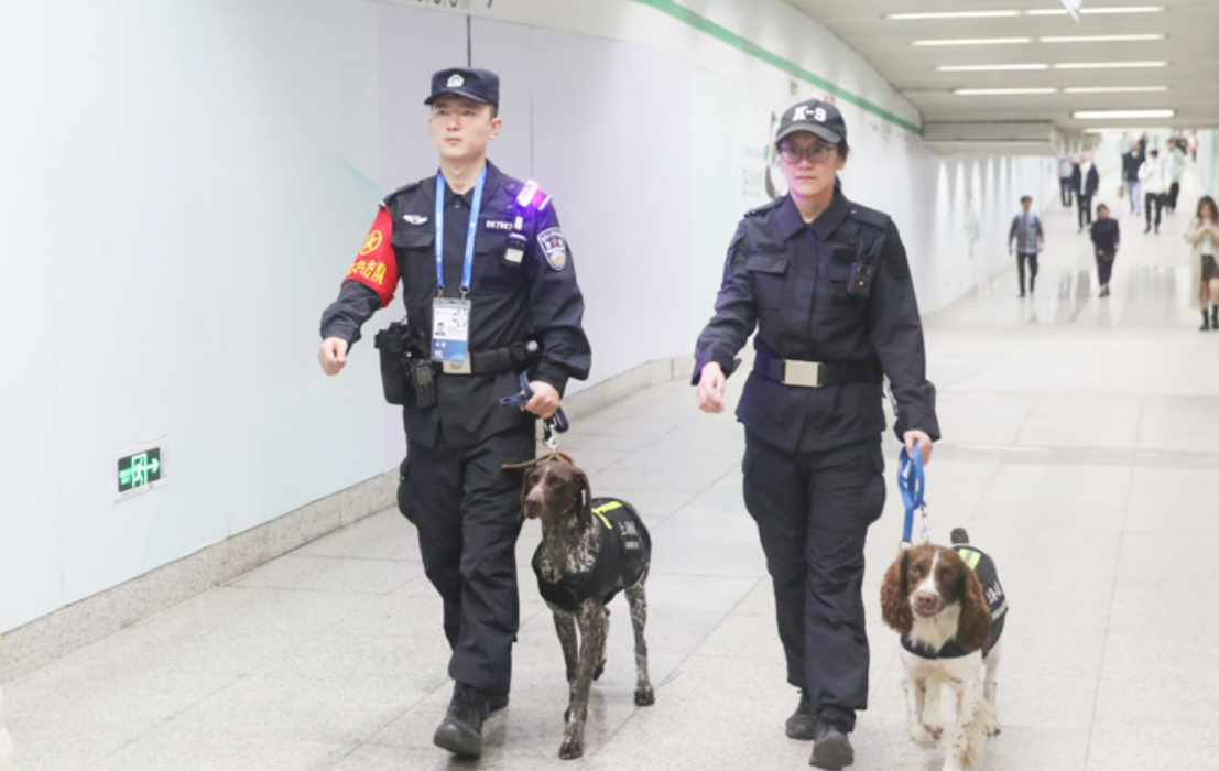 上海公安警犬队护航进博会，最萌也最“高冷”，拒绝拍照、谢绝碰触
