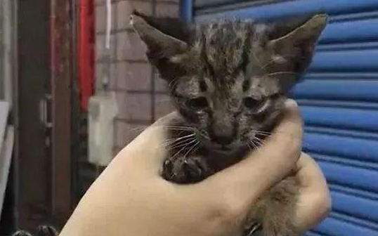 虎斑猫幼时就有一双厌世小眼睛，长大后的对比照亮了！