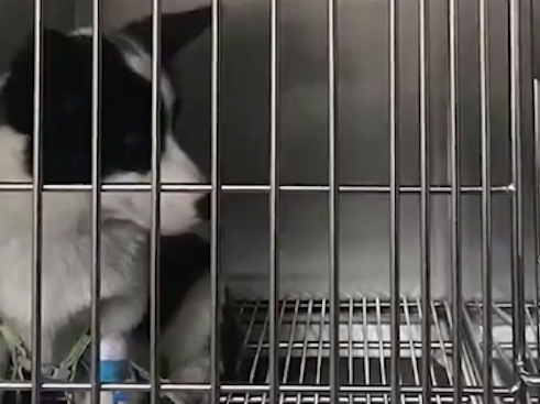 狗狗趁主人不注意误食咖啡,倒在笼子里抽搐痉挛,送医才抢救回来 狗狗趁主人不注意误食咖啡,倒在笼子里抽搐痉挛,送医才抢救回来