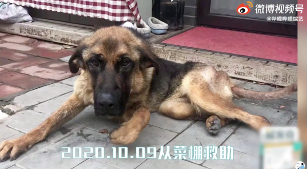 救了一只皮包骨的德牧,发现它心里一直藏着个“秘密”…… 救了一只皮包骨的德牧,发现它心里一直藏着个“秘密”……