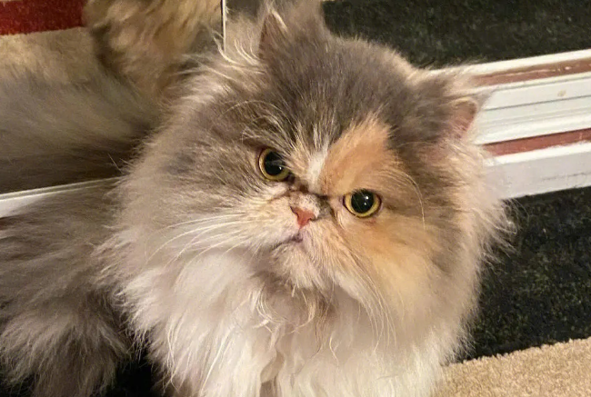 中国常见长毛猫有哪些品种