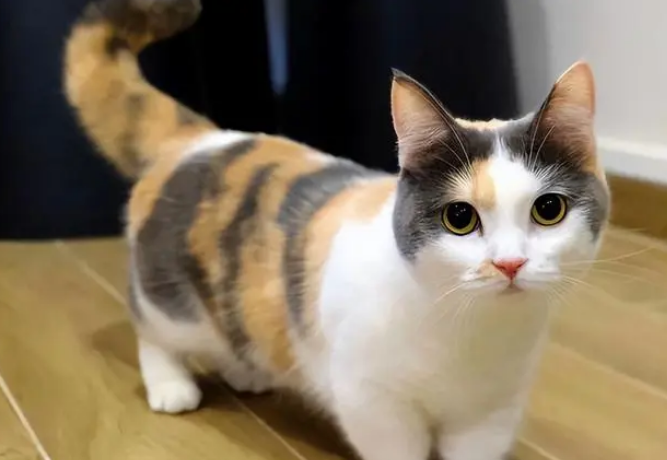 最粘人的猫排名第一 最粘人的猫排名第一