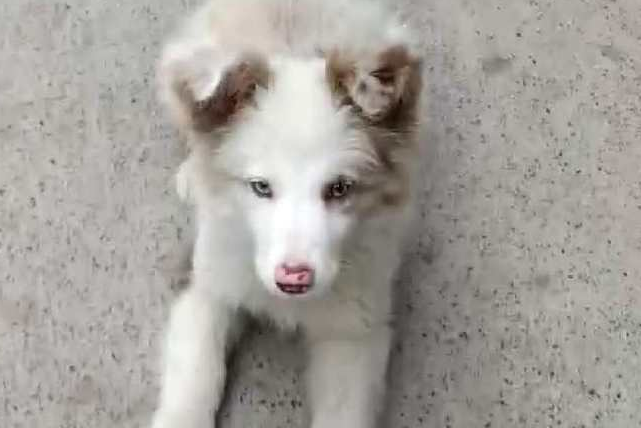 亲身体验,自从养了边境牧羊犬之后…… 亲身体验,自从养了边境牧羊犬之后……