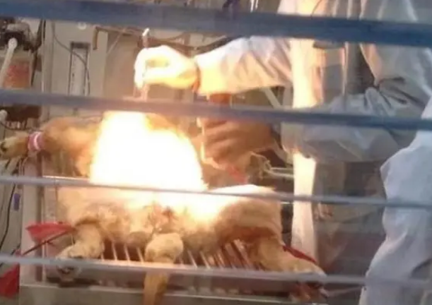 金毛犬误吞水果刀,幸亏被铲屎官及时发现,要不然狗命就丢了? 金毛犬误吞水果刀,幸亏被铲屎官及时发现,要不然狗命就丢了?