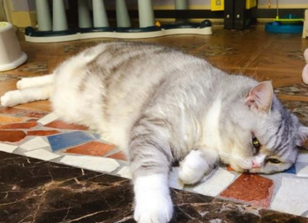 辟谣，主人为猫带上指甲套是在保护爪子？猫咪：我的难受无人知