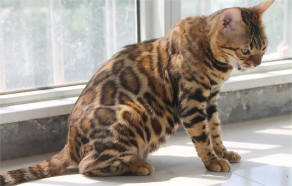 亚洲豹纹猫可以吃吗