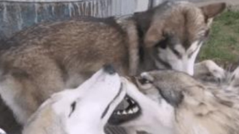二哈和狼犬一起养大,成年后二哈悲剧了,能活下来都不错了 二哈和狼犬一起养大,成年后二哈悲剧了,能活下来都不错了