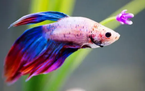 最容易养的水族生物