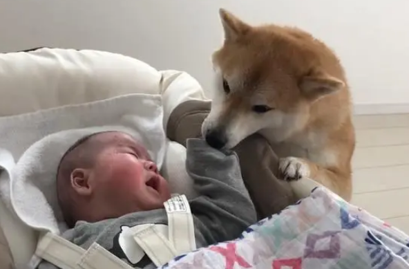 女主人生了宝宝,告诉柴犬是“弟弟”,狗子的态度就不同了 女主人生了宝宝,告诉柴犬是“弟弟”,狗子的态度就不同了