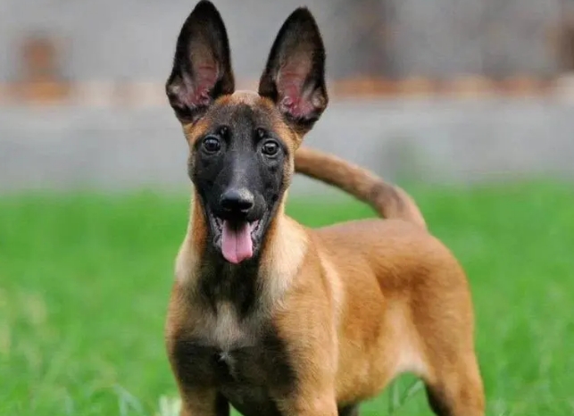 马犬市场价格多少钱一只幼犬 马犬市场价格多少钱一只幼犬