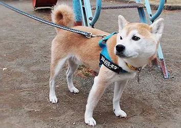 柴犬热衷捡流浪猫，在过去几年带回了无数只小奶猫，家里满地都是可爱的猫咪