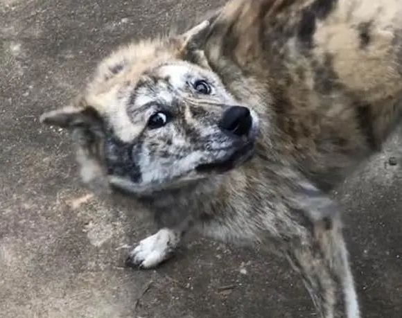 能文能武，表情逗逼，智商不输二哈，虎斑犬你这是要上天