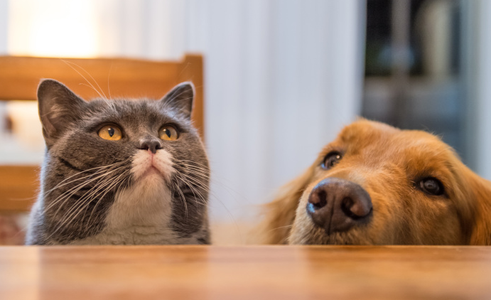 宠物经济大爆发，猫猫狗狗开辟职业新方向