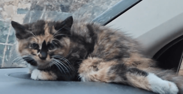 残疾后被抛弃的流浪猫,虽然遇到了好心人,可它依然还是那么胆小 残疾后被抛弃的流浪猫,虽然遇到了好心人,可它依然还是那么胆小