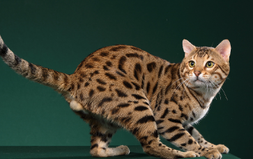 豹猫有几个品种颜色 豹猫有几个品种颜色