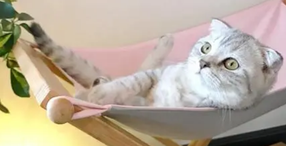 肥脸猫屋宠物吊床:舒适与便捷的猫猫休息空间 肥脸猫屋宠物吊床:舒适与便捷的猫猫休息空间