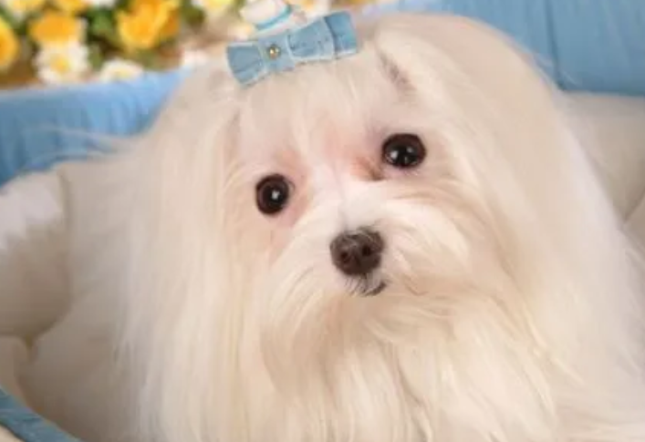 马尔济斯犬价格多少钱